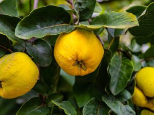 خرید نهال عمده به