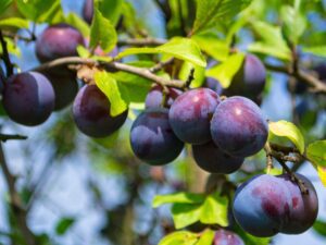 خرید عمده نهال آلو