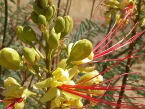 خرید نهال اریشم مصری و قیمت ان