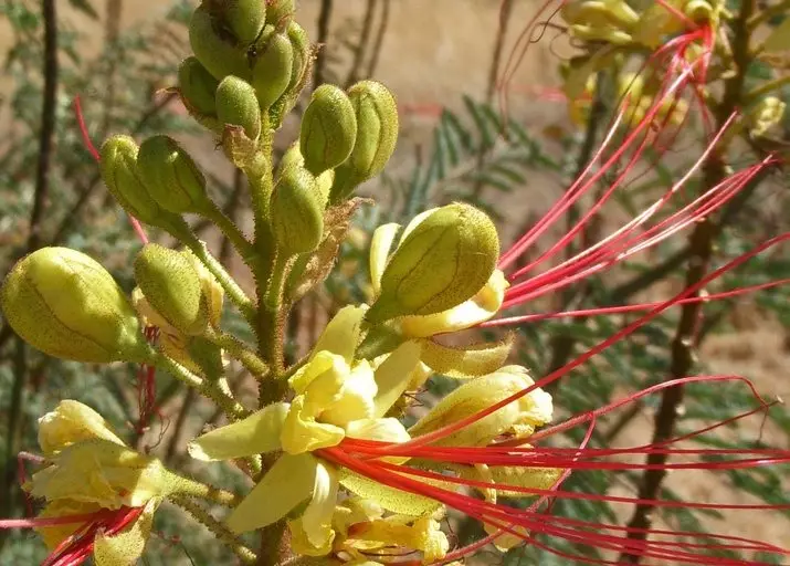 خرید نهال بریشم مصری و قیمت ان