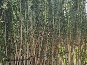 خرید نهال عمده تبریزی