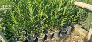 4 درختی که نباید داخل باغچه کاشت