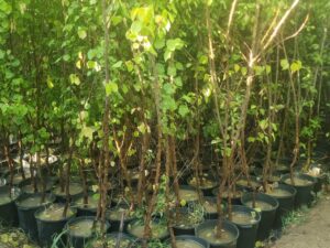 نهال زردالو