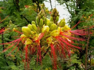 خرید نهال اریشم مصری و قیمت ان