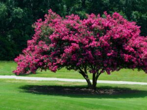 خرید نهال عمده توری