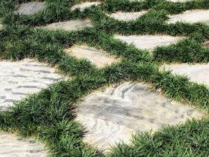 چمن یال اسبی