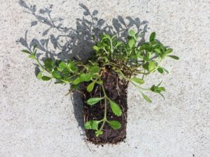 خرید عمده کیاشیتو