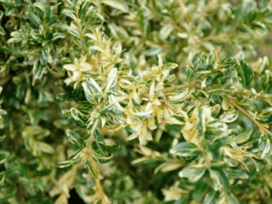 خرید عمده شمشاد طلایی