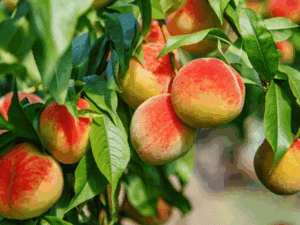 خرید نهال عمده هلو کرج