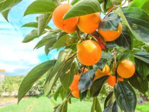 خرید نهال عمده خرمالو