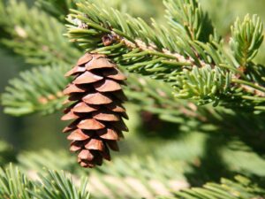 کاج نوئل ابی و سبز