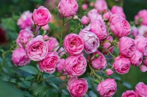 گل رز مینیاتوری