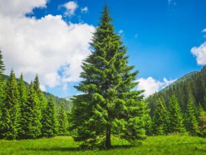 انواع درخت کاج برای حیاط