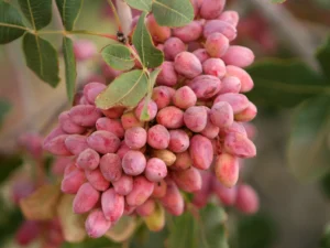 پسته چند ساله میوه می دهد ؟