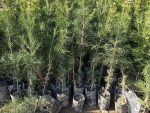 خرید نهال در رباط کریم