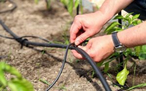 روش آبیاری قطرهای درختان