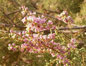 بهترین درخت برای آب شور