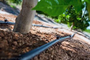 روش آبیاری قطرهای درختان