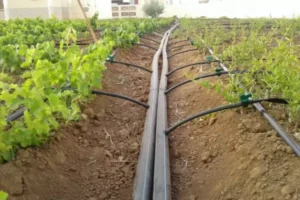 روش آبیاری قطرهای درختان