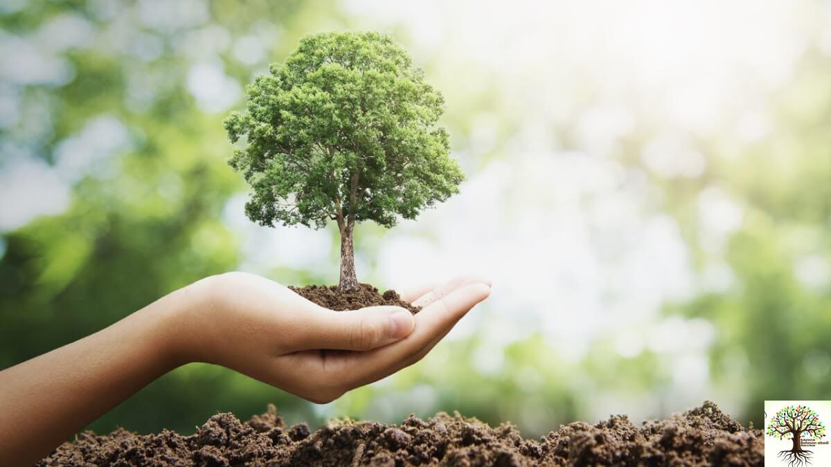 ۱۰ اشتباه خطرناک هنگام حمل‌ونقل و کاشت نهال